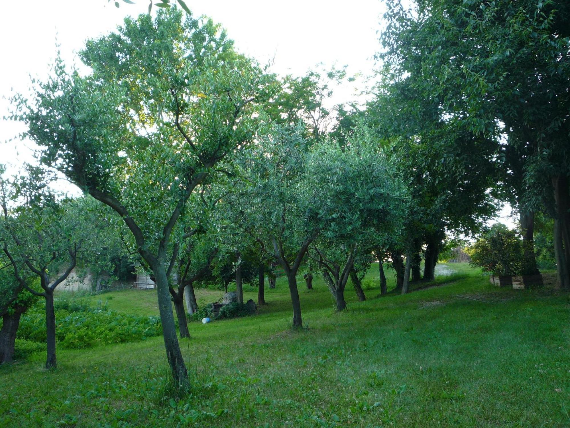 Agriturismo Lupo Bianco Monzambano Exterior foto